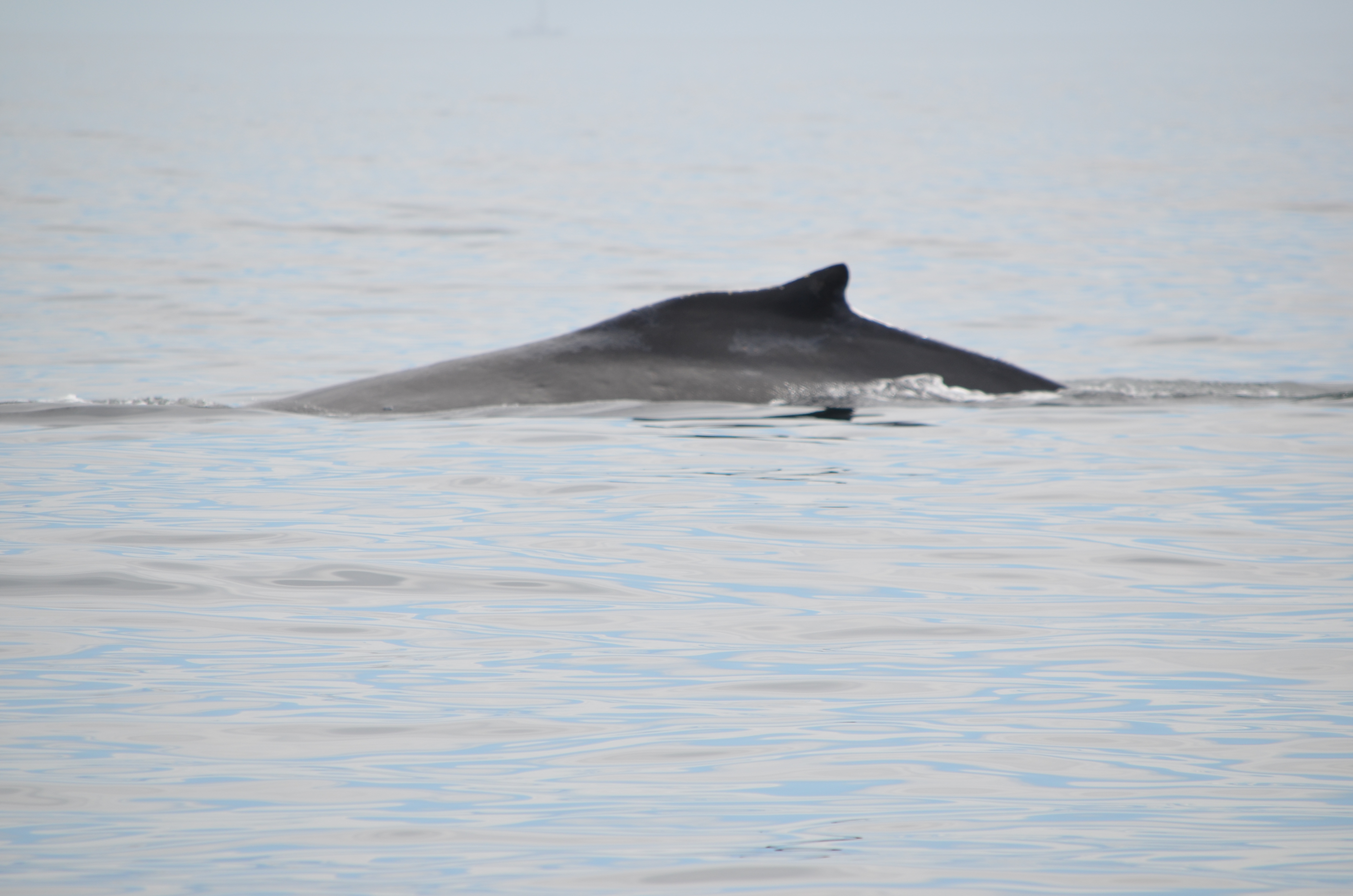 photos/wildlife/Mammal_Species/Humpback Whale/DSC_0130.JPG